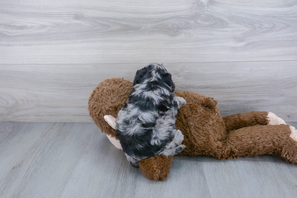 Best Cavapoo Baby