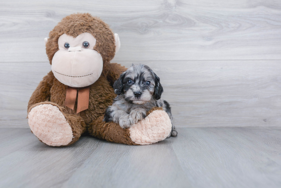 Little Cavoodle Poodle Mix Puppy