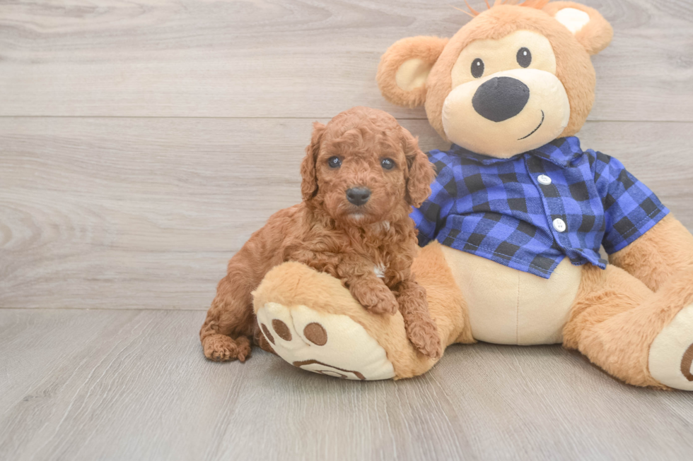 Meet Jared - our Cavapoo Puppy Photo  1/3 - Premier Pups Smart Cavapoo Poodle Mix Pup