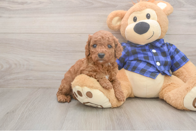 Meet Jared - our Cavapoo Puppy Photo  1/3 - Premier Pups Smart Cavapoo Poodle Mix Pup