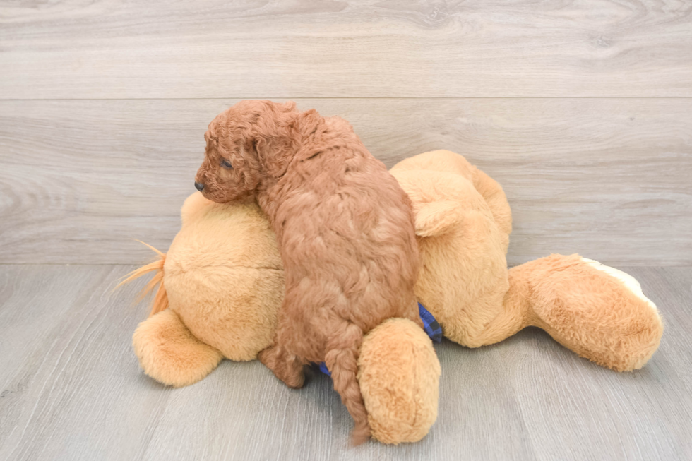 Meet Jared - our Cavapoo Puppy Photo  3/3 - Premier Pups Cavapoo Pup Being Cute