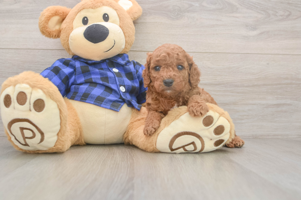 Meet Jared - our Cavapoo Puppy Photo  2/3 - Premier Pups Cavapoo Puppy for Adoption