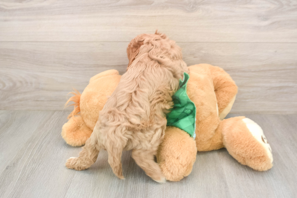 Energetic Cavoodle Poodle Mix Puppy