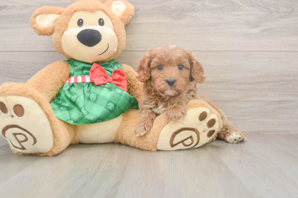 5 week old Cavapoo Puppy For Sale - Premier Pups