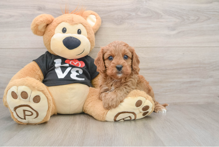Little Cavipoo Poodle Mix Puppy