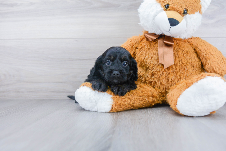 Funny Cavapoo Poodle Mix Pup