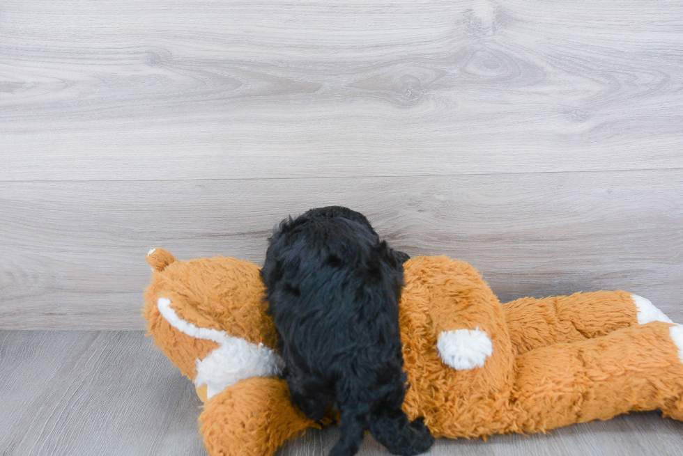 Popular Cavapoo Poodle Mix Pup