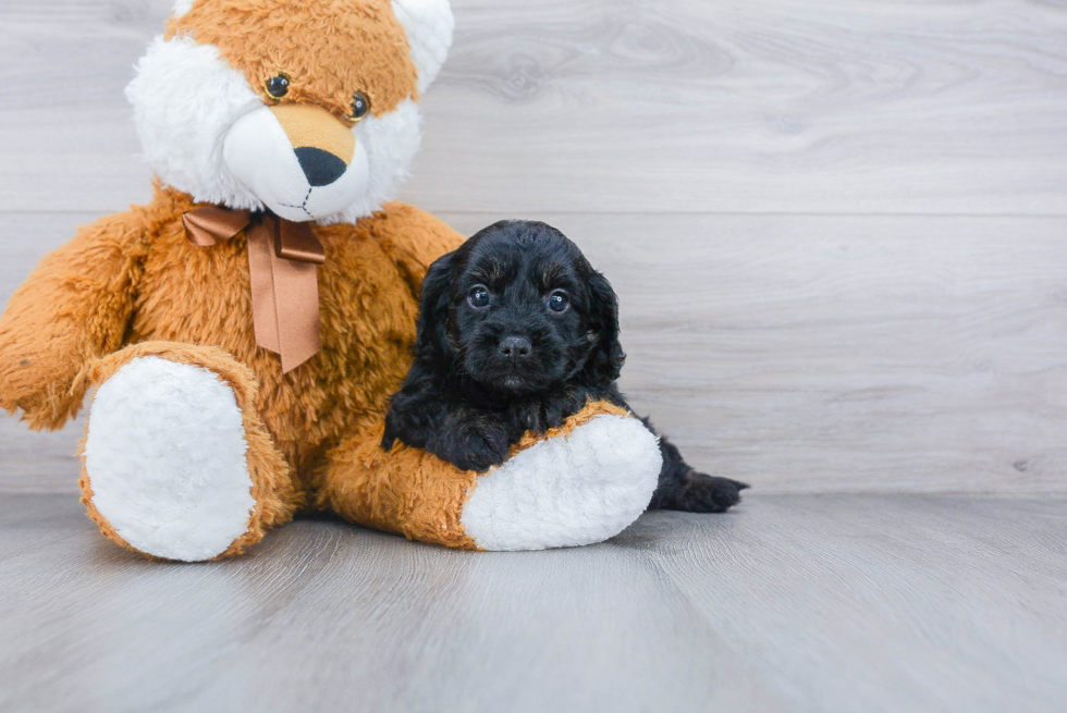 Petite Cavapoo Poodle Mix Pup