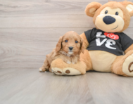 7 week old Cavapoo Puppy For Sale - Premier Pups