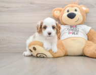 8 week old Cavapoo Puppy For Sale - Premier Pups