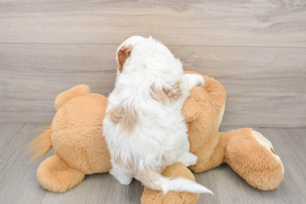 Sweet Cavapoo Baby