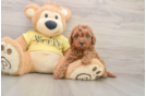 Smart Cavapoo Poodle Mix Pup