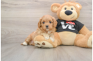 Hypoallergenic Cavadoodle Poodle Mix Puppy
