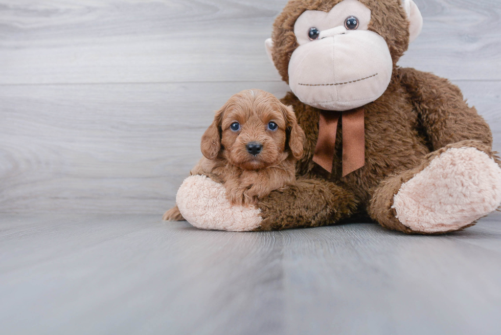 Little Cavoodle Poodle Mix Puppy