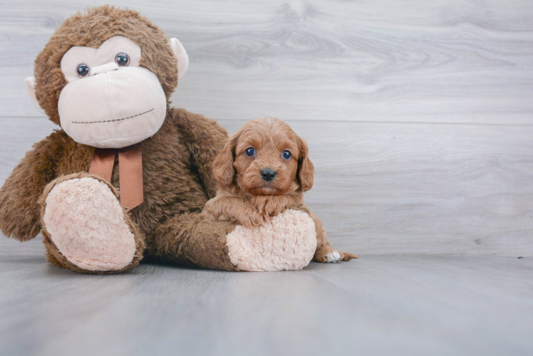 Happy Cavapoo Baby