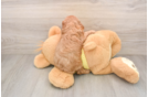 Cavapoo Puppy for Adoption