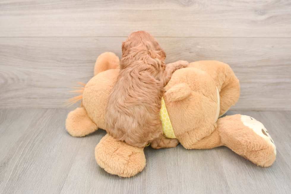 Cavapoo Puppy for Adoption