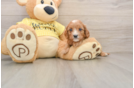 Hypoallergenic Cavadoodle Poodle Mix Puppy