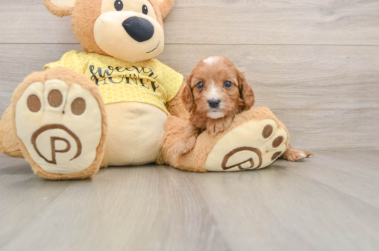 Hypoallergenic Cavadoodle Poodle Mix Puppy