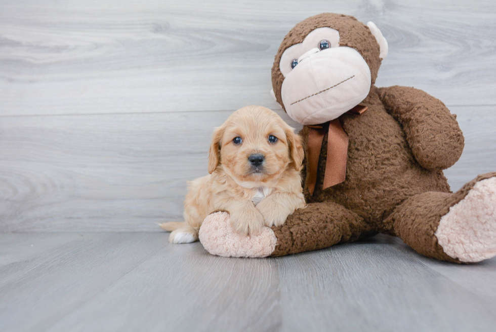 Popular Cavapoo Poodle Mix Pup