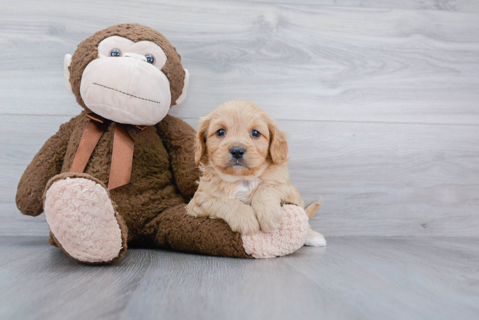 Petite Cavapoo Poodle Mix Pup