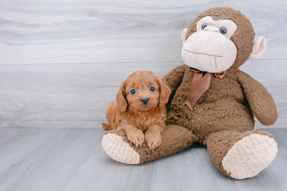 Hypoallergenic Cavoodle Poodle Mix Puppy