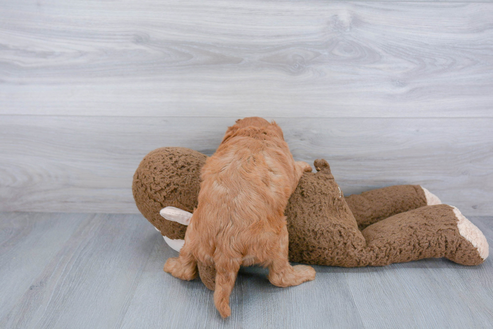 Fluffy Cavapoo Poodle Mix Pup