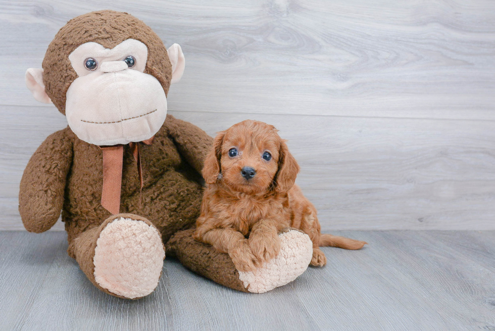 Cavapoo Pup Being Cute