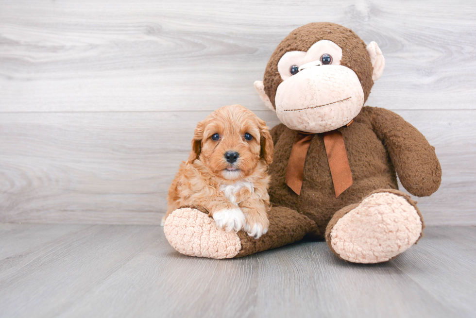 Little Cavoodle Poodle Mix Puppy