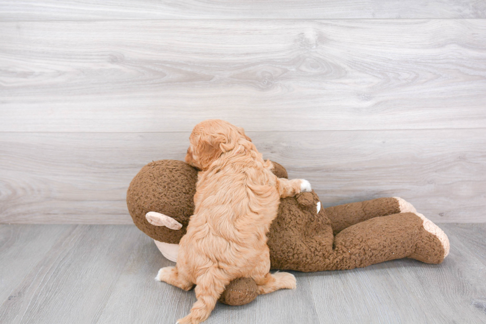 Energetic Cavoodle Poodle Mix Puppy