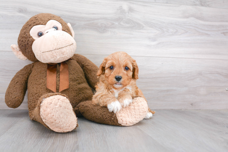 Cavapoo Pup Being Cute