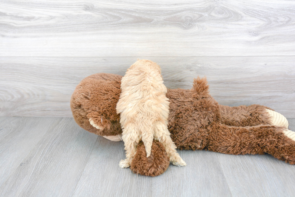 Fluffy Cavapoo Poodle Mix Pup