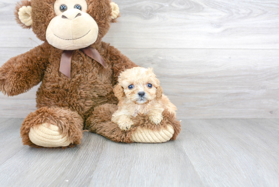 Adorable Cavoodle Poodle Mix Puppy