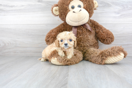 Best Cavapoo Baby