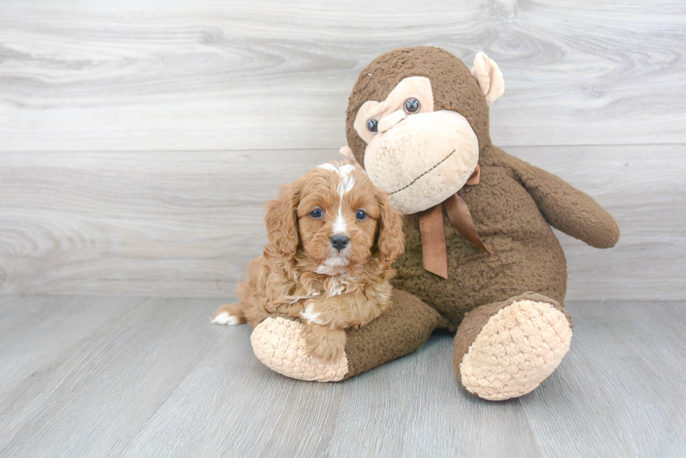 Energetic Cavoodle Poodle Mix Puppy