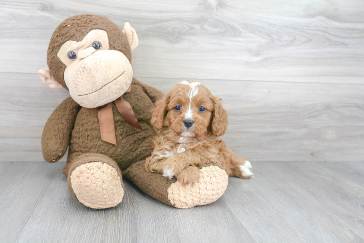 Cavapoo Pup Being Cute