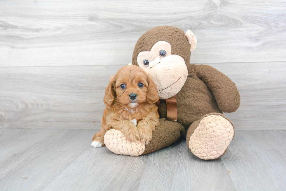 Cavapoo Pup Being Cute