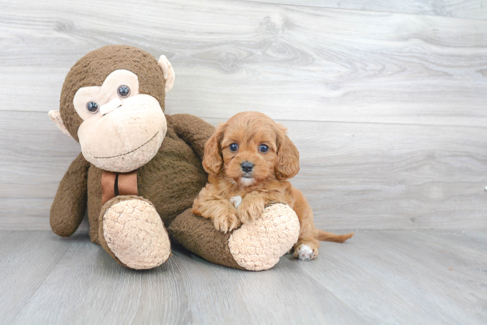 Cavapoo Puppy for Adoption