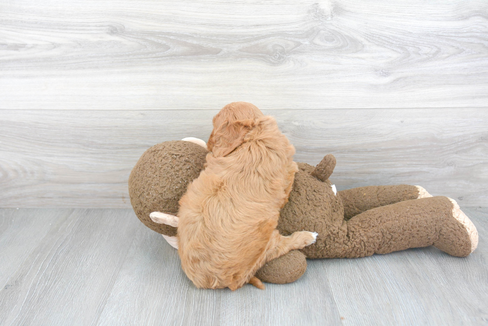 Cute Cavapoo Baby