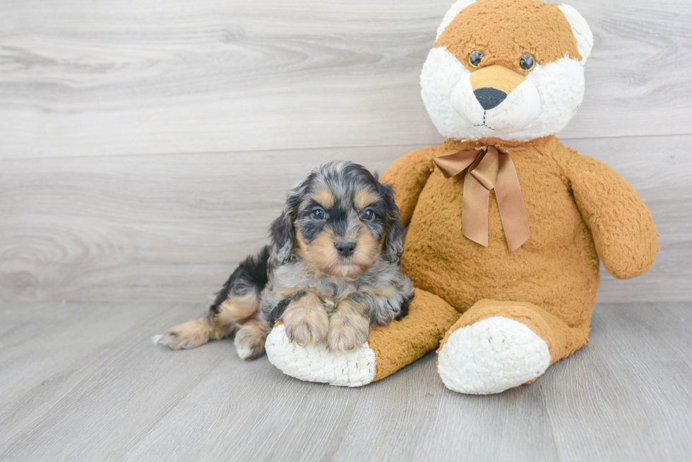 Little Cavoodle Poodle Mix Puppy