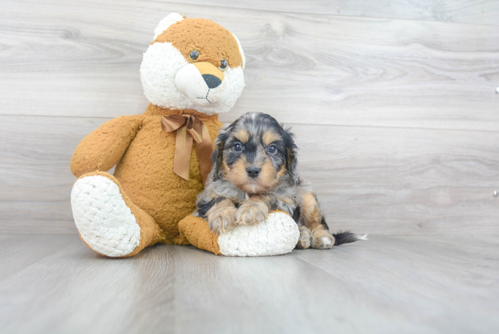 Cavapoo Puppy for Adoption