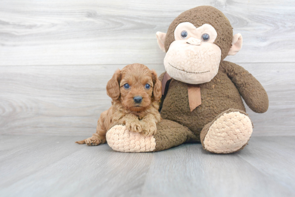 Cavapoo Pup Being Cute