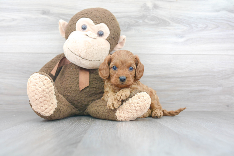 Cavapoo Puppy for Adoption