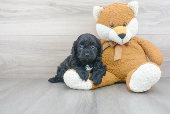 Cute Cavapoo Baby