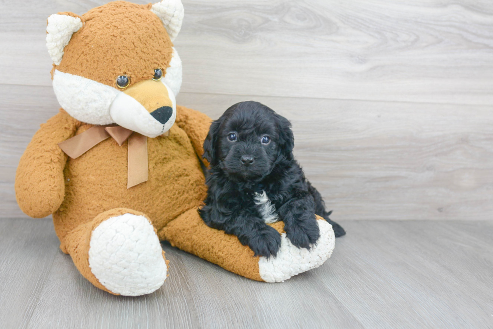 Happy Cavapoo Baby