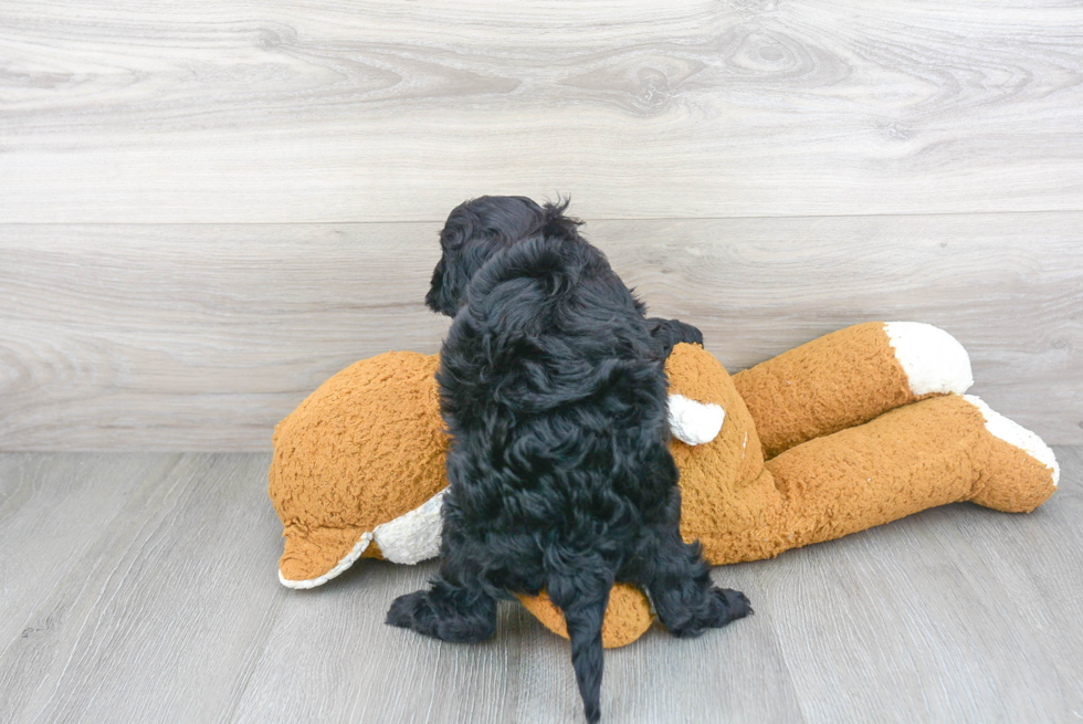 Sweet Cavapoo Baby