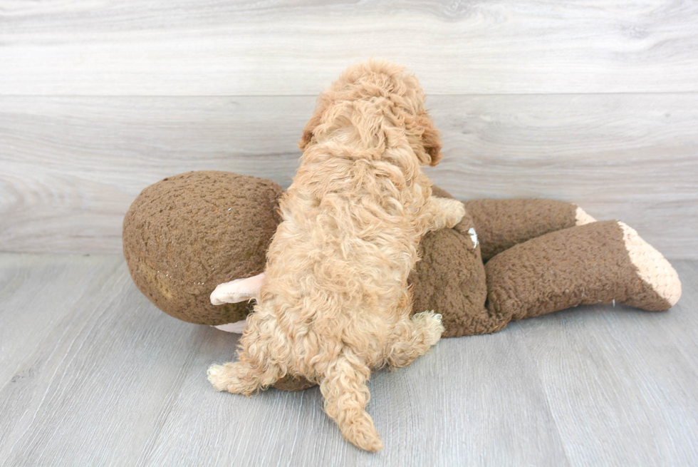 Friendly Cavapoo Baby