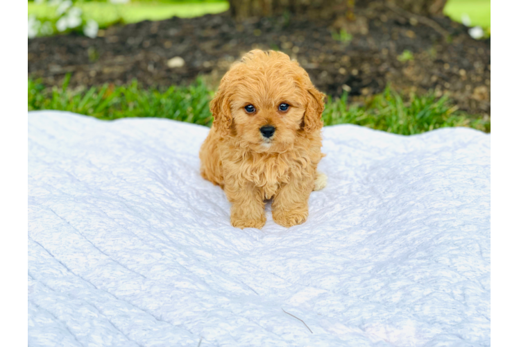 Cavapoo Pup Being Cute