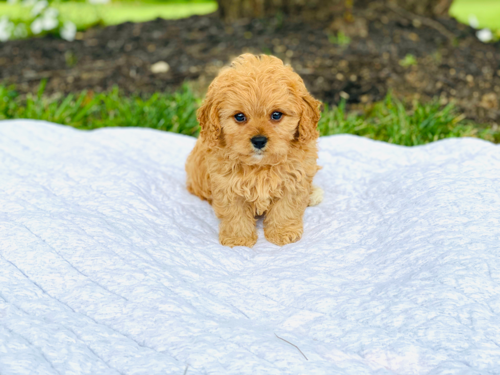 Cavapoo Pup Being Cute