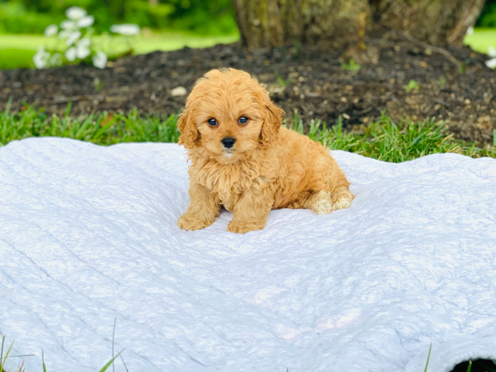 Cavapoo Pup Being Cute